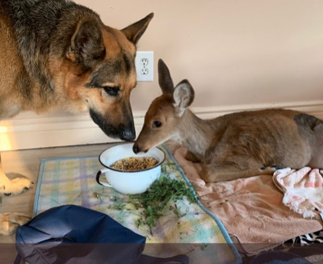 SARGE, a 9-YEAR-OLD GERMAN SHEPHERD, BECOME A SURROGATE AND KIND MOTHER FOR MANY PARENTLESS FAWNS. 1 Sarge