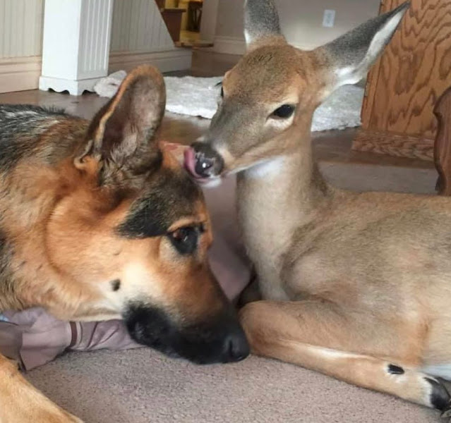 SARGE, a 9-YEAR-OLD GERMAN SHEPHERD, BECOME A SURROGATE AND KIND MOTHER FOR MANY PARENTLESS FAWNS. 2 image 194