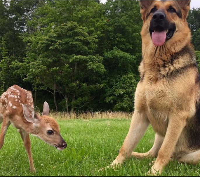 SARGE, a 9-YEAR-OLD GERMAN SHEPHERD, BECOME A SURROGATE AND KIND MOTHER FOR MANY PARENTLESS FAWNS. 3 image 196