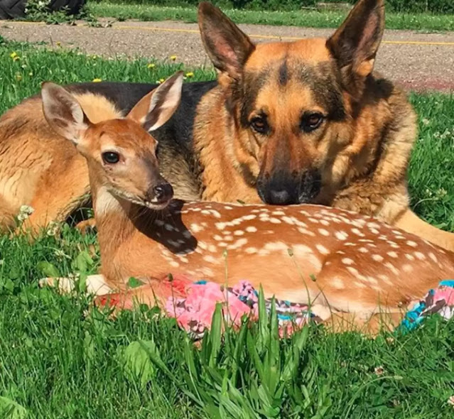 SARGE, a 9-YEAR-OLD GERMAN SHEPHERD, BECOME A SURROGATE AND KIND MOTHER FOR MANY PARENTLESS FAWNS. 4 image 197
