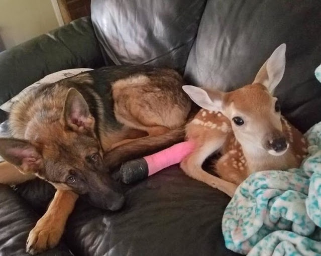 SARGE, a 9-YEAR-OLD GERMAN SHEPHERD, BECOME A SURROGATE AND KIND MOTHER FOR MANY PARENTLESS FAWNS. 5 image 198