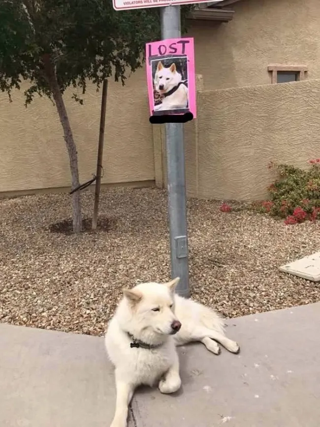 11 Funny Images That Show How Cute Weirdos Our Pets Are 1 Pets