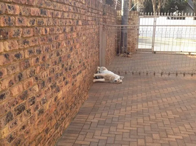 11 Funny Images That Show How Cute Weirdos Our Pets Are 2 image 201