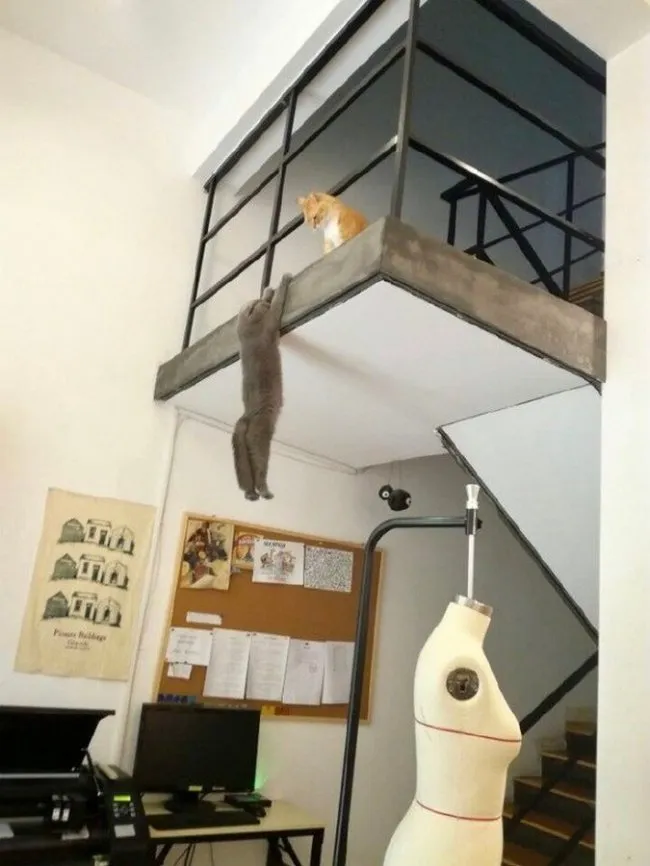11 Funny Images That Show How Cute Weirdos Our Pets Are 3 image 202
