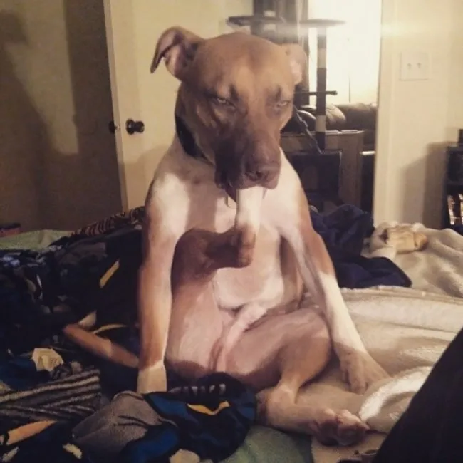 11 Funny Images That Show How Cute Weirdos Our Pets Are 5 image 204