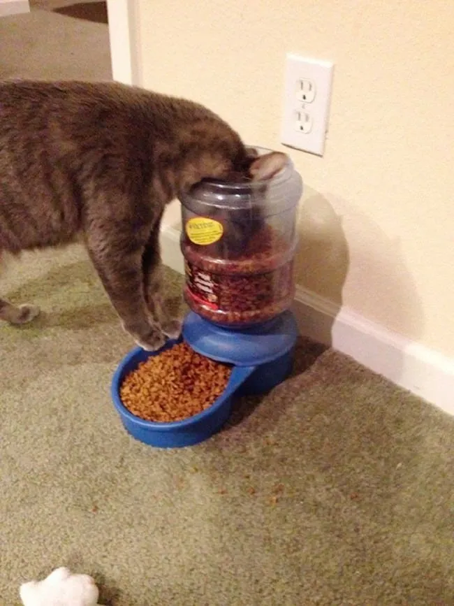 11 Funny Images That Show How Cute Weirdos Our Pets Are 6 image 205