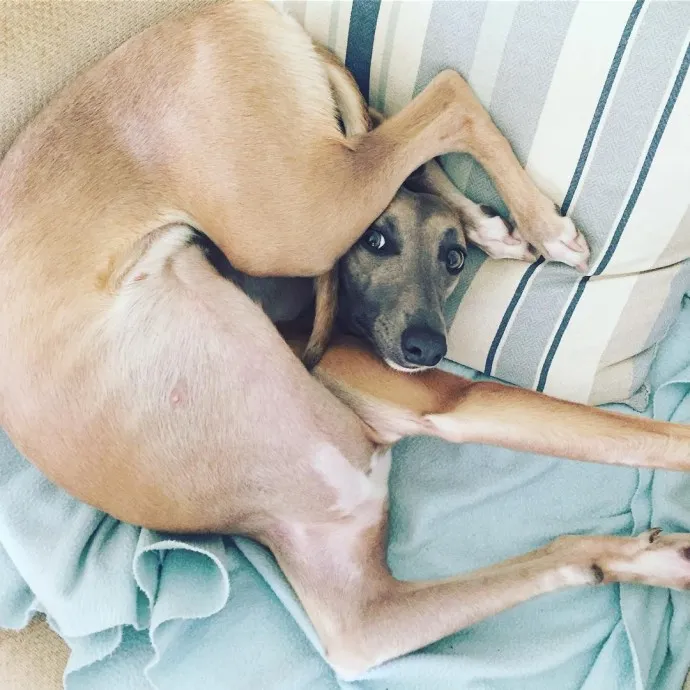 11 Funny Images That Show How Cute Weirdos Our Pets Are 7 image 206
