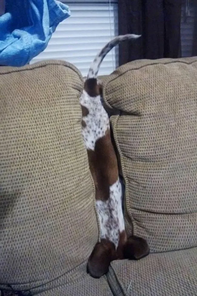 11 Funny Images That Show How Cute Weirdos Our Pets Are 8 image 207
