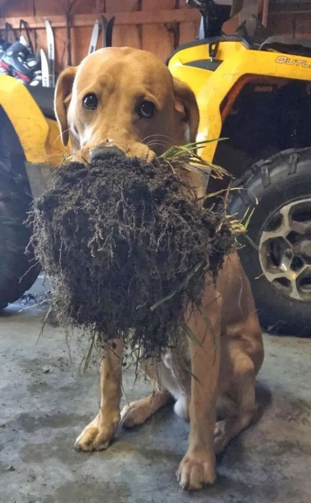 11 Funny Images That Show How Cute Weirdos Our Pets Are 11 image 210
