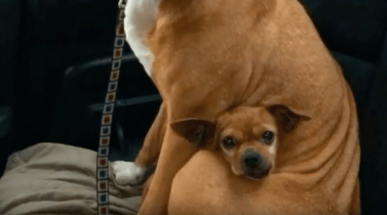 Pit Bull