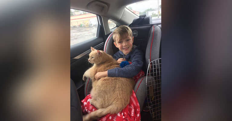 A little boy chooses a 10-year-old XL ginger cat, when Offered Any Animal In The Shelter! 1 cat
