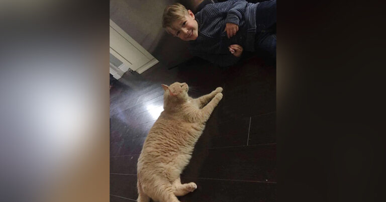 A little boy chooses a 10-year-old XL ginger cat, when Offered Any Animal In The Shelter! 3 image 214