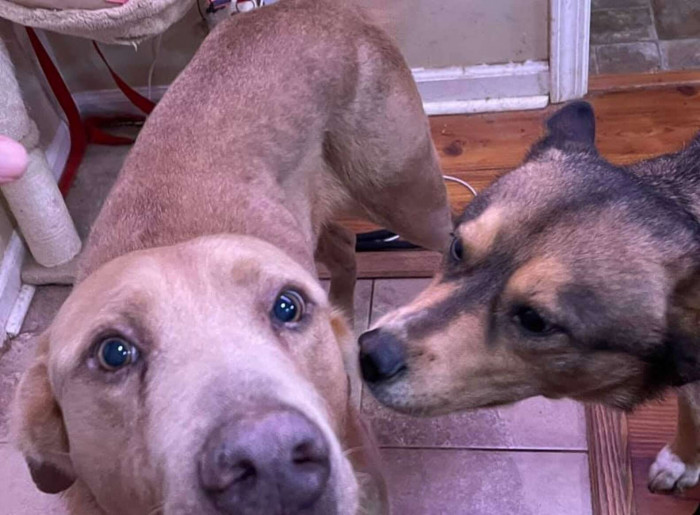 After four years, a man who vowed to never give up looking for his lost dog finally does so. 1 image 219