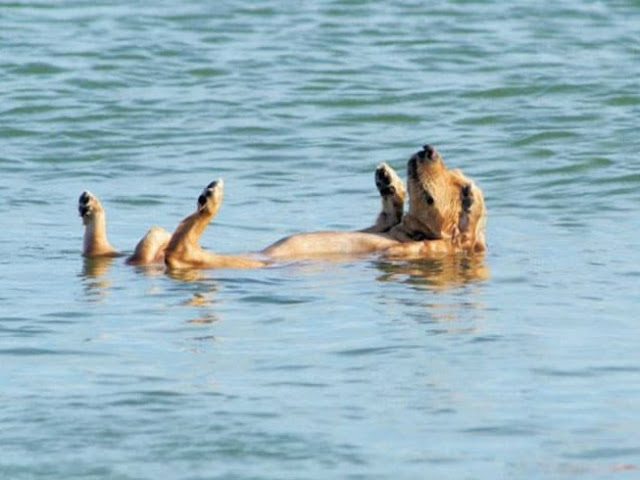 DOLPHINS SAVED A TERRIFIED PUPPY FROM DROWNING IN A FLORIDA WATERWAY 1 image 222
