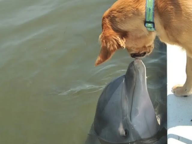 DOLPHINS SAVED A TERRIFIED PUPPY FROM DROWNING IN A FLORIDA WATERWAY 3 image 224