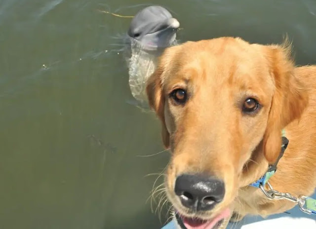 DOLPHINS SAVED A TERRIFIED PUPPY FROM DROWNING IN A FLORIDA WATERWAY 4 image 225