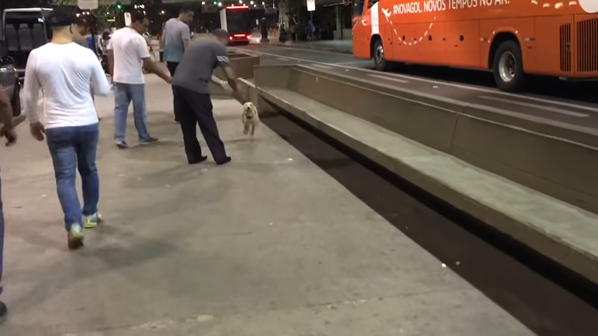 Dog