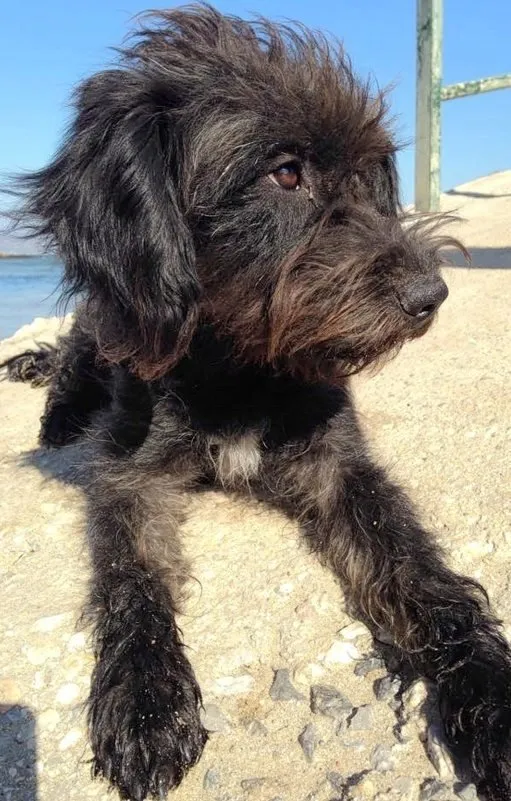 A stray dog