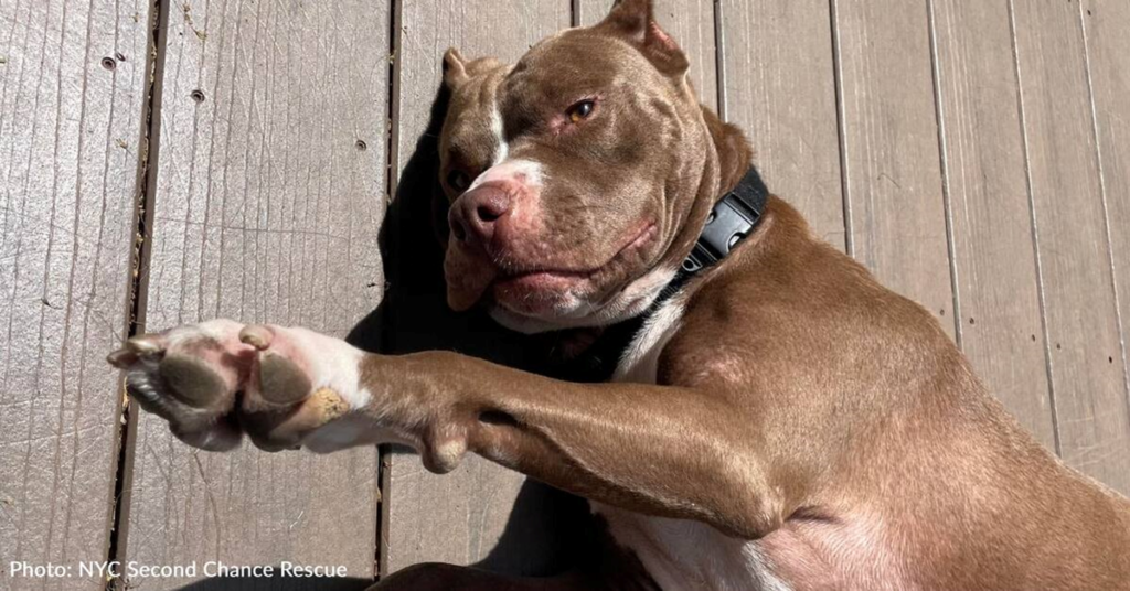 A senior dog that was ready to give birth was rescued from an overcrowded shelter just in time. 1 image 31