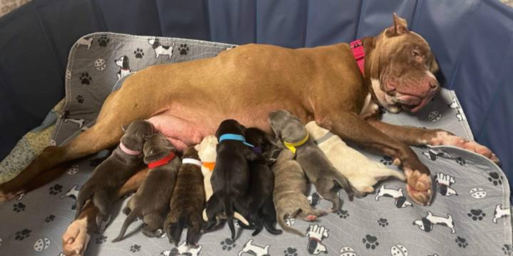 A senior dog that was ready to give birth was rescued from an overcrowded shelter just in time. 2 image 32