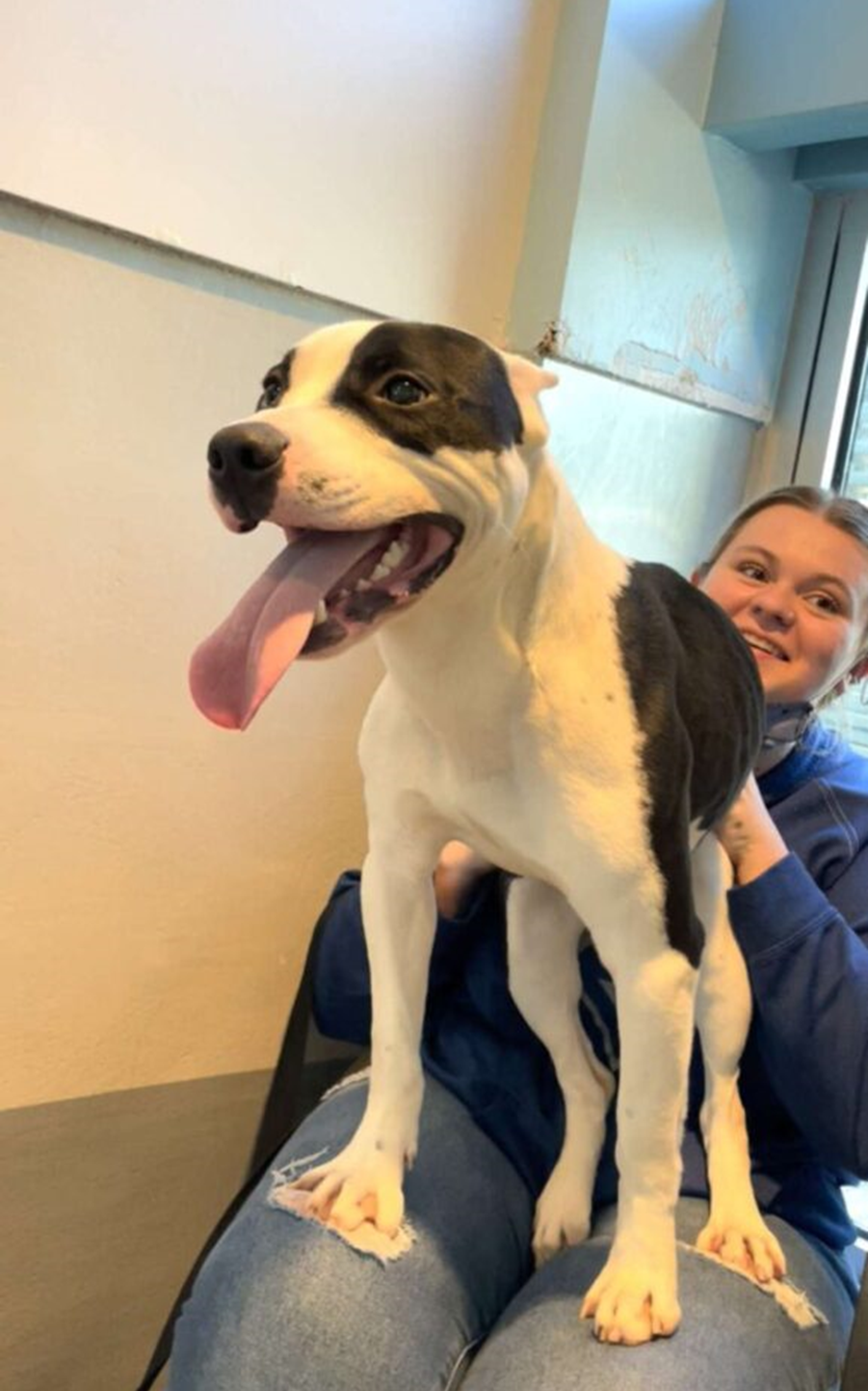 A dog at a shelter had the best reaction when he was reunited with his family he had believed he had lost them forever (VIDEO). 1 image 36 edited