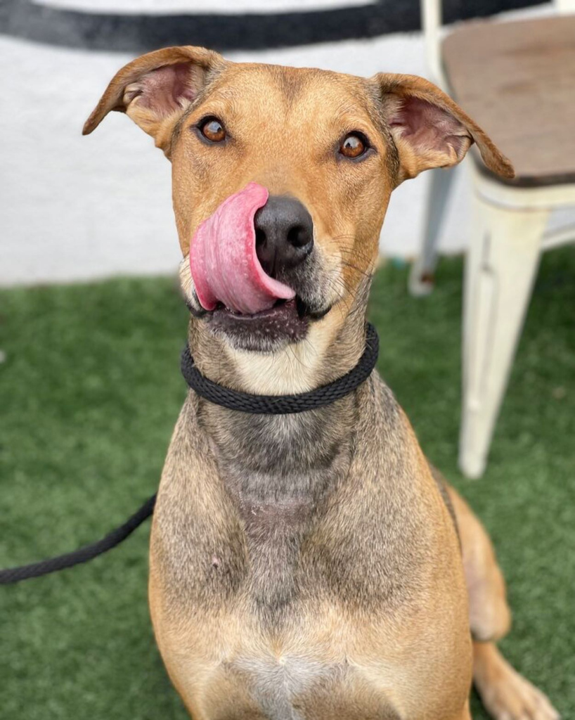 After 477 days of waiting for a new home, the adopting dog is grinning happily! 1 image 51