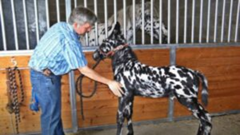 A NEWBORN SPOTTED MULE BECOMES A RARE ANIMAL DUE TO ITS COLOR. 2 image 53