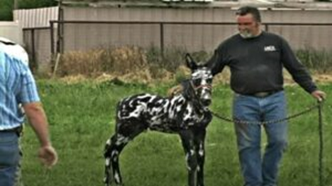 A NEWBORN SPOTTED MULE BECOMES A RARE ANIMAL DUE TO ITS COLOR. 3 image 54