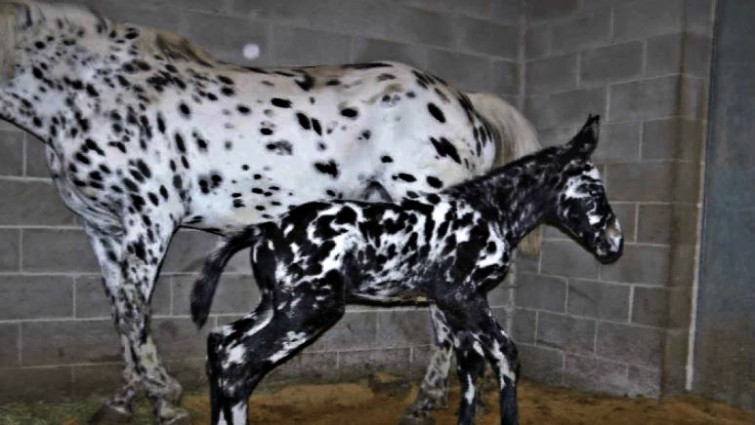 A NEWBORN SPOTTED MULE BECOMES A RARE ANIMAL DUE TO ITS COLOR. 1 SPOTTED MULE