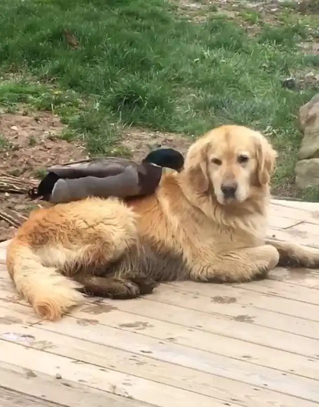 duck