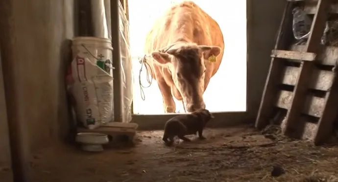 cow