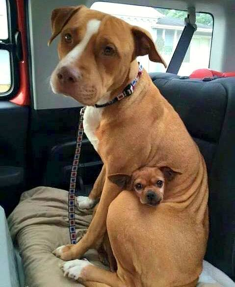 Pit bull that was adopted is refusing to leave the shelter without his best friend. 1 Pit bull