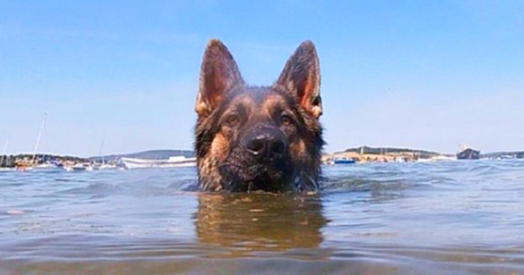 dog 