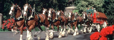 CLYDESDALE