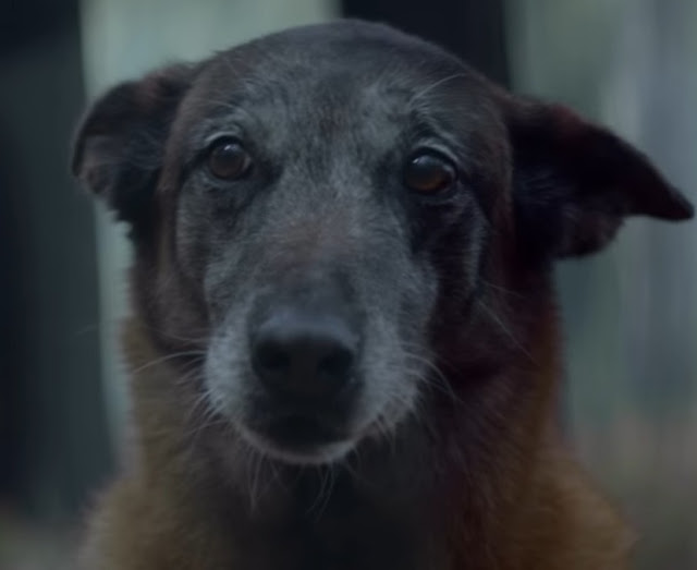The Loyal Dog Return To Save Its Owner even abandoned 1 image 98