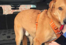 After 633 days, the shelter’s longest-staying dog is finally adopted.