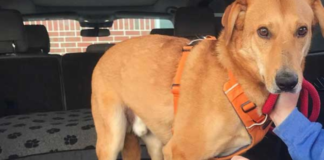 After 633 days, the shelter’s longest-staying dog is finally adopted.