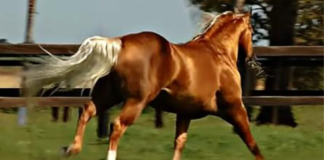 A PALOMINO QUARTER STALLION EXHIBITS HIS MUSCULAR BODY IN THE PASTURE.