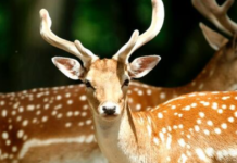 A Boy’s Heroic Act Saves a Deer and Its Mother in a Heartwarming Wildlife Rescue!