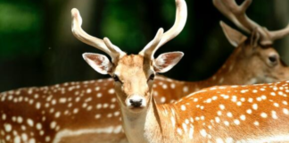 A Boy’s Heroic Act Saves a Deer and Its Mother in a Heartwarming Wildlife Rescue!