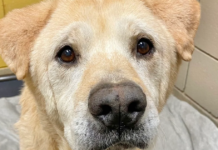 After being returned to the shelter seven times, an elderly dog with a “teddy bear face” seeks a new home.