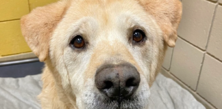 After being returned to the shelter seven times, an elderly dog with a “teddy bear face” seeks a new home.