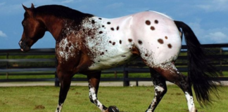 Discovering the Enigmatic Elegance of the Secret Pardon: The Most Beautiful Appaloosa Stallion