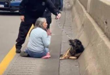 In order to help a hurt puppy on the highway, a lady resists the flow of traffic.