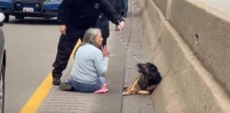 In order to help a hurt puppy on the highway, a lady resists the flow of traffic.