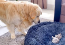 Funny And Adorable Golden Retriever “Fights” Kitten In His Bed
