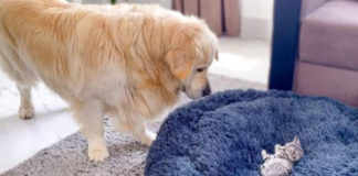 Funny And Adorable Golden Retriever “Fights” Kitten In His Bed