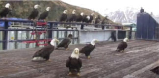 ALASKA FISHERMEN FEED A HUGE FLOCK OF BALD EAGLES COLLECTING ON THE BOAT DECK.