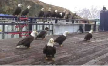 ALASKA FISHERMEN FEED A HUGE FLOCK OF BALD EAGLES COLLECTING ON THE BOAT DECK.
