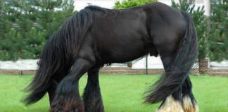 A GYPSY HORSE’S ELEGANCE AND MAJESTY